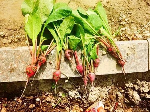 威廉体育williamhill||管理学院||以劳育人树新风 筑梦青春共成长