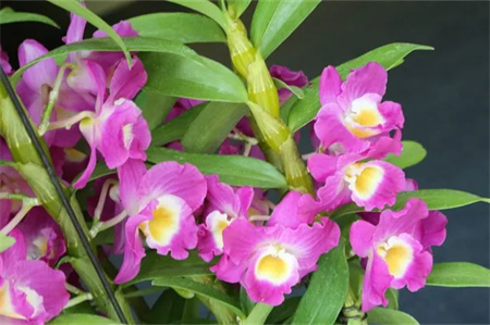 “父爱如山，大爱无声”——威廉体育williamhill艺术学院开展“恩重如山，感恩父亲”主题感恩活动