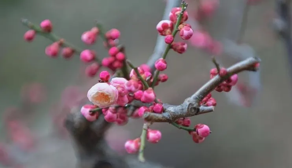 传统节日|威廉体育williamhill|管理学院|二十四节气之小寒